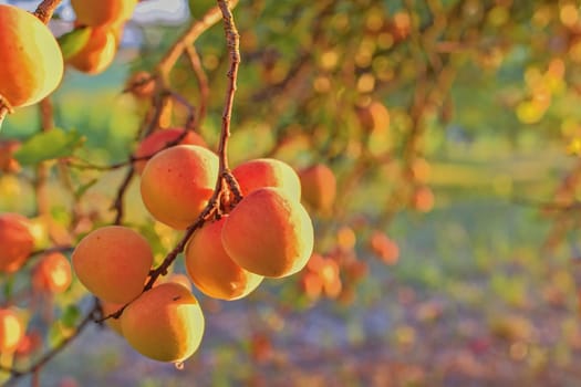 Apricots on apricot tree. Summer fruits.  Ripe apricots on a tree branch. Close up. View on apricots during golden hour. 