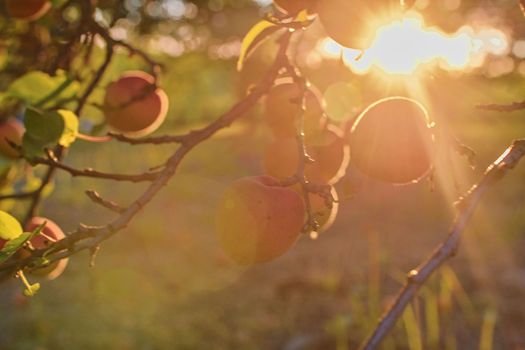 Apricots on apricot tree. Summer fruits.  Ripe apricots on a tree branch. Close up. View on apricots during golden hour. 