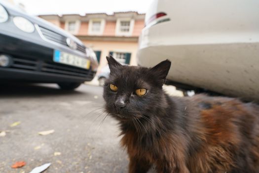 Cat walking on the city street