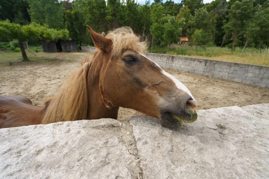 The horse is sad a little