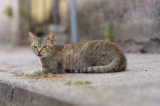 The grey tabby cat has a rest. Defocused background image