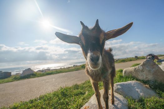 Young portuguese goat at the sunny summer day