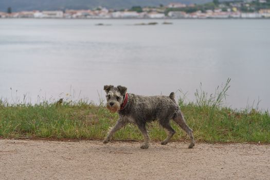Walking dog in the Caminha street (northern Portugal)