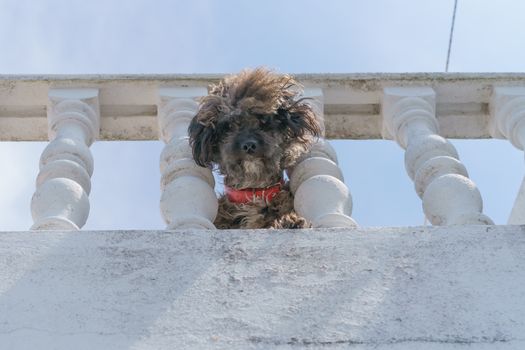 Funny dog ​​protecting the house