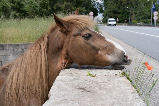 The horse sniffing the red flower