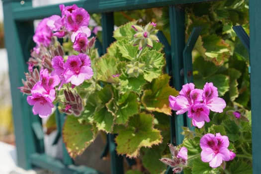 Bright purple flowers hanging through the hedge of the garden