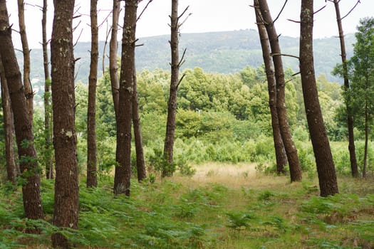 Beautiful forest in the northern Portugal