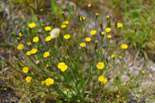 Soft and gentle color of summer. Juicy yellow flowers perfectly complement the neutral color of the grass, creating a mood of peace and tranquility.Bokeh defocused background