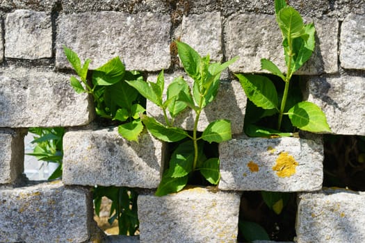 Young green tree branches made their way through the gaps in the stone wall