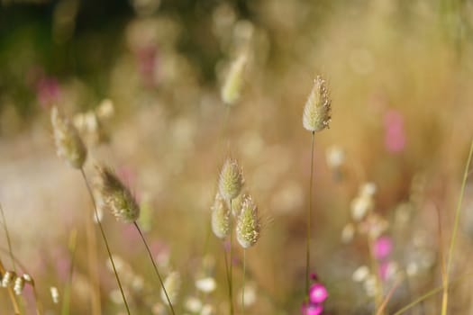 The grass of meadow is dry and fluffy. Juicy pink flowers perfectly complement the neutral color of the grass, creating a mood of peace and tranquility