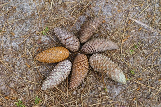 Fresh pine cones lie on the fallen needles of pines. Looks like starfish