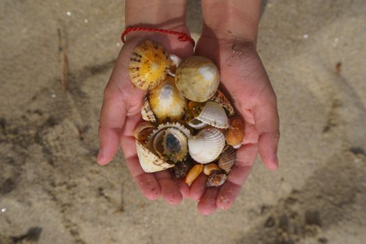 The handful of different seashells lie in the children's palm of hand