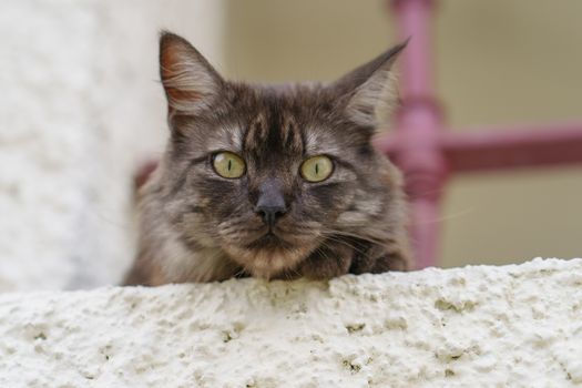 A cute spotted cat looks wary and cautious. Cat lives in the northern Spain. Cat' portrait with bokeh, defocused background