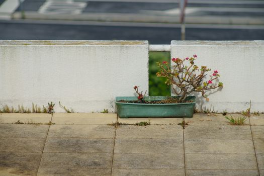 A drying flower struggles for life