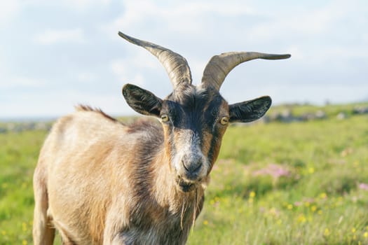 Brown goat at the pasture at the sunny summer day