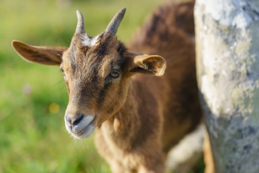 Brown goat at the pasture at the sunny summer day