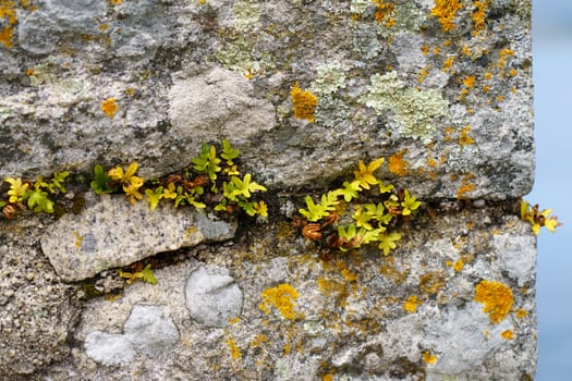 Thirst for life. Grass breaks through road stones.