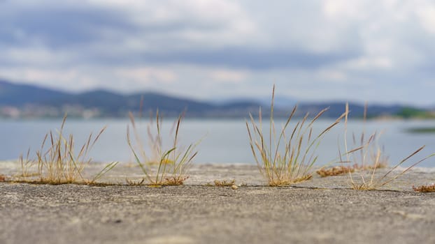 Thirst for life. Grass breaks through road stones. Image with defocused background