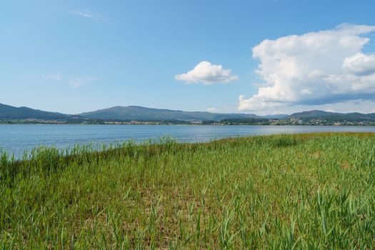 Sunny landscape near the river Minya (Minha), nothern Portugal. High grass sways at the windy day