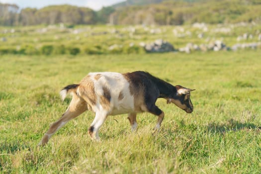 Multicolored goat at the pasture at the sunny summer day