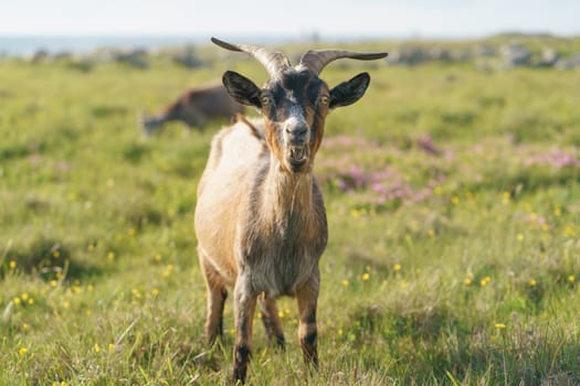 An outraged aggressive goat issues a warning cry