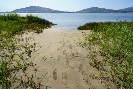 Sandy dunes of the coast of the Northern Portugal. Green grass grows through the sand