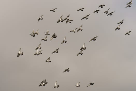 The general movement of a large number of birds