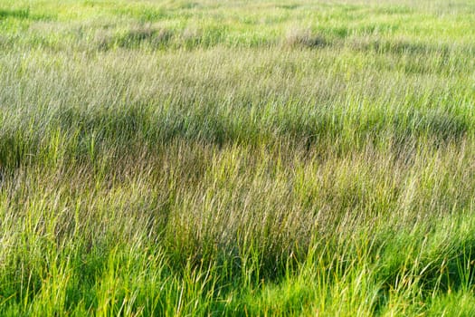 Dense fluffy grass of various colors. Rural life style. A mood of peace and tranquility.