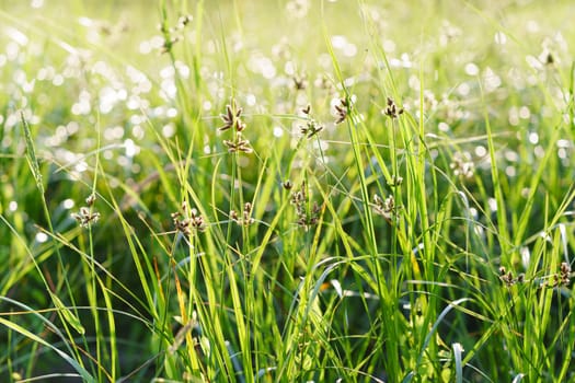 Rural life style. A mood of peace and tranquility. Fresh green grass on a meadow. You can see every blade of grass. Bokeh defocused background