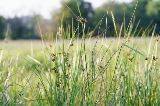 Rural life style. A mood of peace and tranquility. Fresh green grass on a meadow. You can see every blade of grass. Bokeh defocused background.