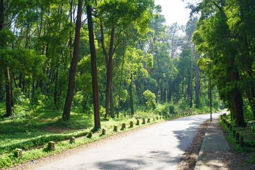 Asphalt road through the forest in Northern Portugal