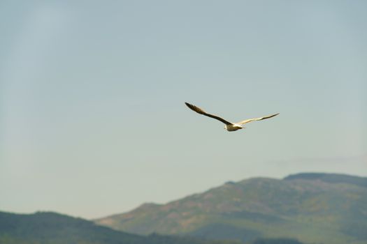 A seagull hovering over the land