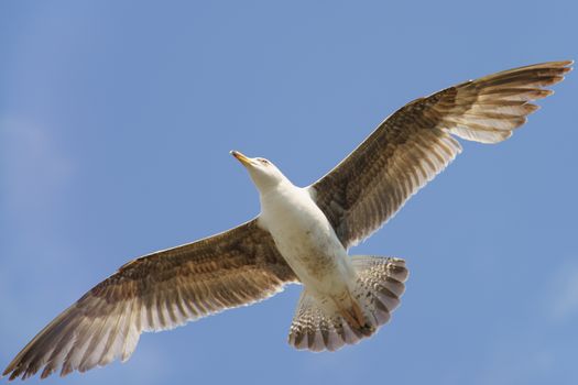 A seagull hovering over the ocean