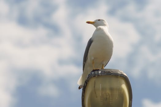 Beautiful seagull sitting