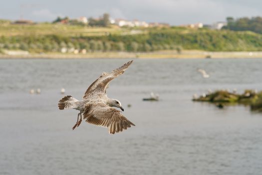 A seagull hovering over the river