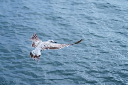 A seagull hovering over the ocean