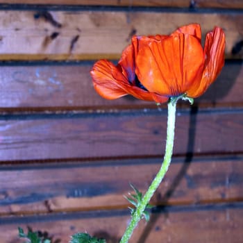 big red poppy on a simple wooden background