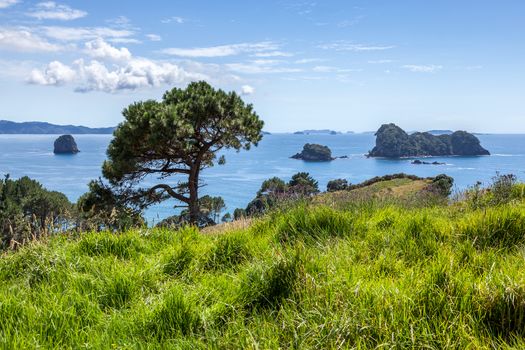 Cathedral CoveCathedral Cove near Hahei in New Zealand