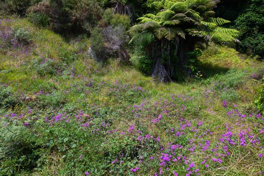 Pink Wildflowers Blooming near Hahei in New Zealand