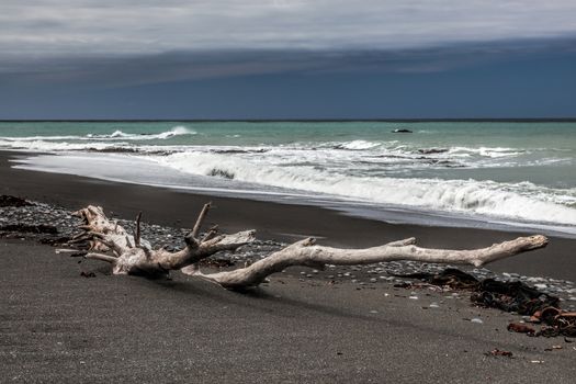 Driftwood on Rarangi beach