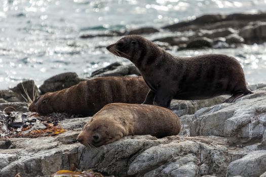 New Zealand fur seal (Arctocephalus forsteri)