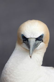 Australasian Gannet (Morus serrator)