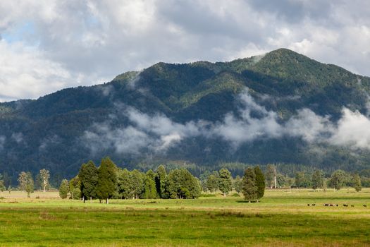 New Zealand countryside