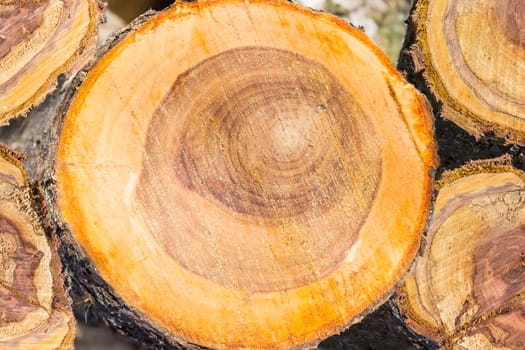 Background of the transverse cuts of the several partly rotten trunks of an old fruit trees covered sawdust
