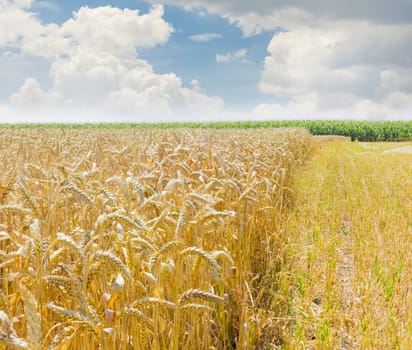 Edge of a field of the ripe wheat on the background of the sky with clouds at summer day
