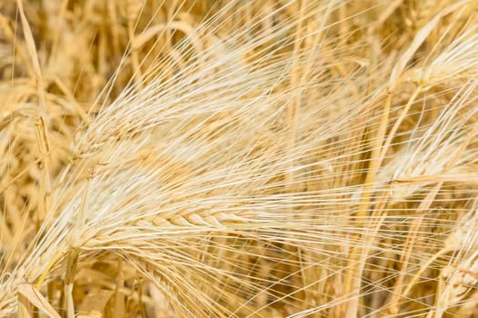 Background of the several ripe barley ears on the barley field at summer day 
