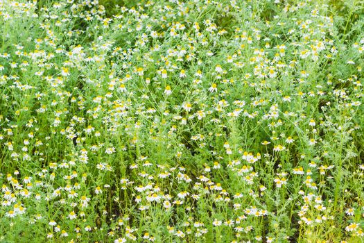 Background of a fragment of the meadow with wild chamomile
