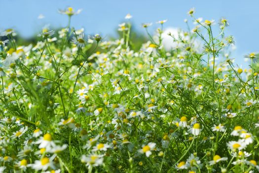 Background of a fragment of the meadow with wild chamomile against of the sky
