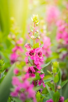 The background image of the colorful flowers, background nature