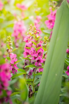 The background image of the colorful flowers, background nature